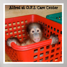 Djur baby Alfred Affischer