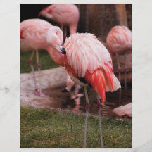Djur - Flamingohotell - flamingoen Personliga Flygblad