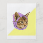 Djur Meme för Hipsterkattungerådgivning Flygblad Designs