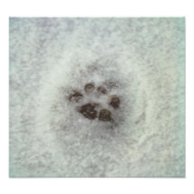 Djur spårar i snön fotokonst