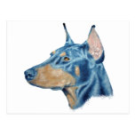 Doberman Vykort