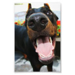 Dobermanfoto
