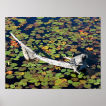 döda trä och lilypads affischer