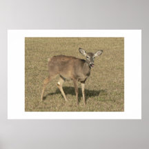 Doe. Posters