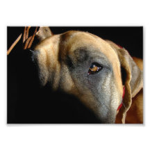 Doggenauge Fotografische Drucke