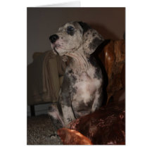 Doggenfotokarte