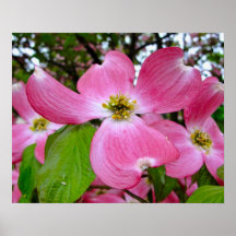 Dogwood Print