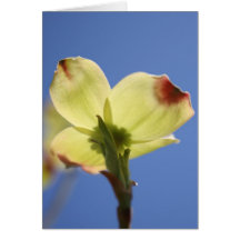 Dogwood som ner för solen kort