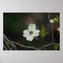 Dogwoodblom Posters