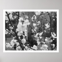 dogwoodblom affisch