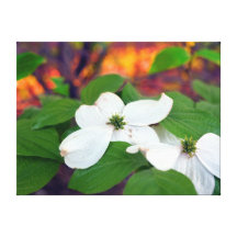 dogwoodblom sträckta canvas tryck