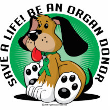 Donor hund för organ photo cut outs