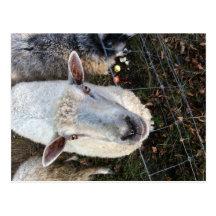 Doris the sheep vykort
