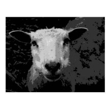 Doris the sheep vykort