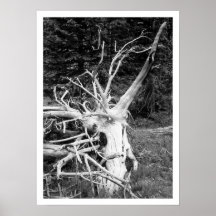 Dött trädsvart & vittryck print