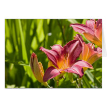 Dramatisk daylily kort