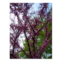 Dramatiskt djupt - rosa blommarträd New York City Vykort