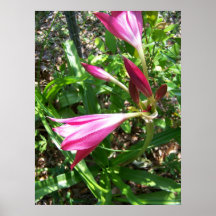 Dreass Meh Print