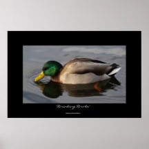 Dricka trycket för foto för gräsandankadjurliv posters