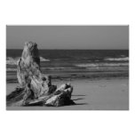 Driftwood Fotokonst