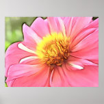 Drömlik rosa Dahlia Affisch