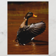 Drömma av flyg custom flyer
