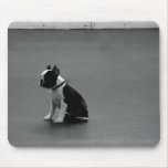 DRU-valpboston terrier Musmatta