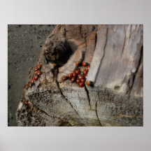 DSi bilder 161 Print