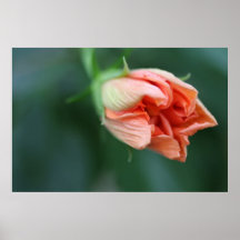 Dubbel persikahibiskusknopp på kanvastryck affisch