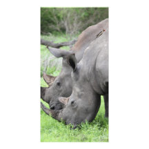 Dubbel rhinos fotokort mall