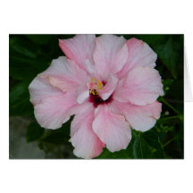 Dubbelt rosa hibiskuskort
