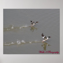 Duck Pond Print