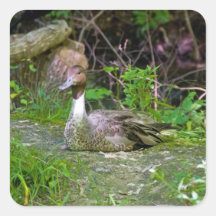 Ducka/kvadrera klistermärken