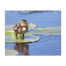 Ducklinganseende på ett näckroslöv canvasduk med gallerikvalitet 