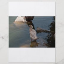 Ducklingreklamblad Personliga Flygblad