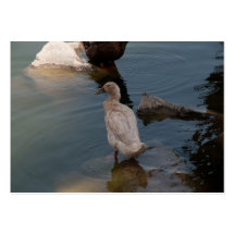 Ducklingvisitkortar