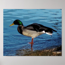 Ducky Affisch