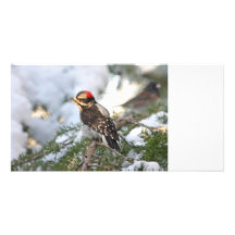 Dunig hackspett i snöfoto anpassingsbara fotokort