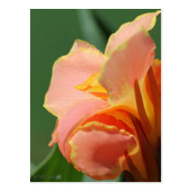 Dvärg- Canna lilja som namnges Corsica Vykort