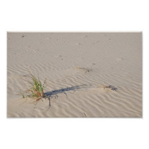 Dyngräs på stranden fotokonst