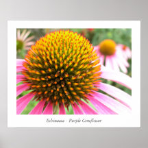 Echinacea - affisch