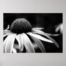 Echinacea Affischer