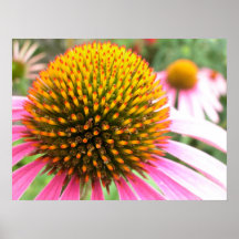 Echinacea Affischer