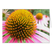 Echinacea - hälsningkort