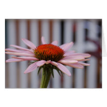 Echinacea Hälsningskort