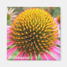 Echinacea - magnet magnet för kylskåp