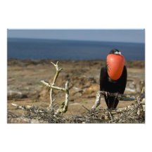 Ecuador Galapagos, Genovesa ö. Prince Konstfoto