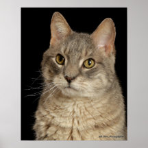 Eddie (Headshot) Posters