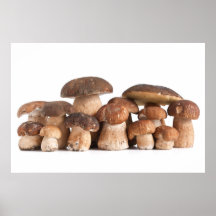 Edulis champinjoner för Boletus Posters