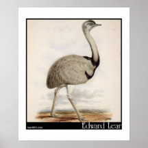 Edwards Lear Emu Print
